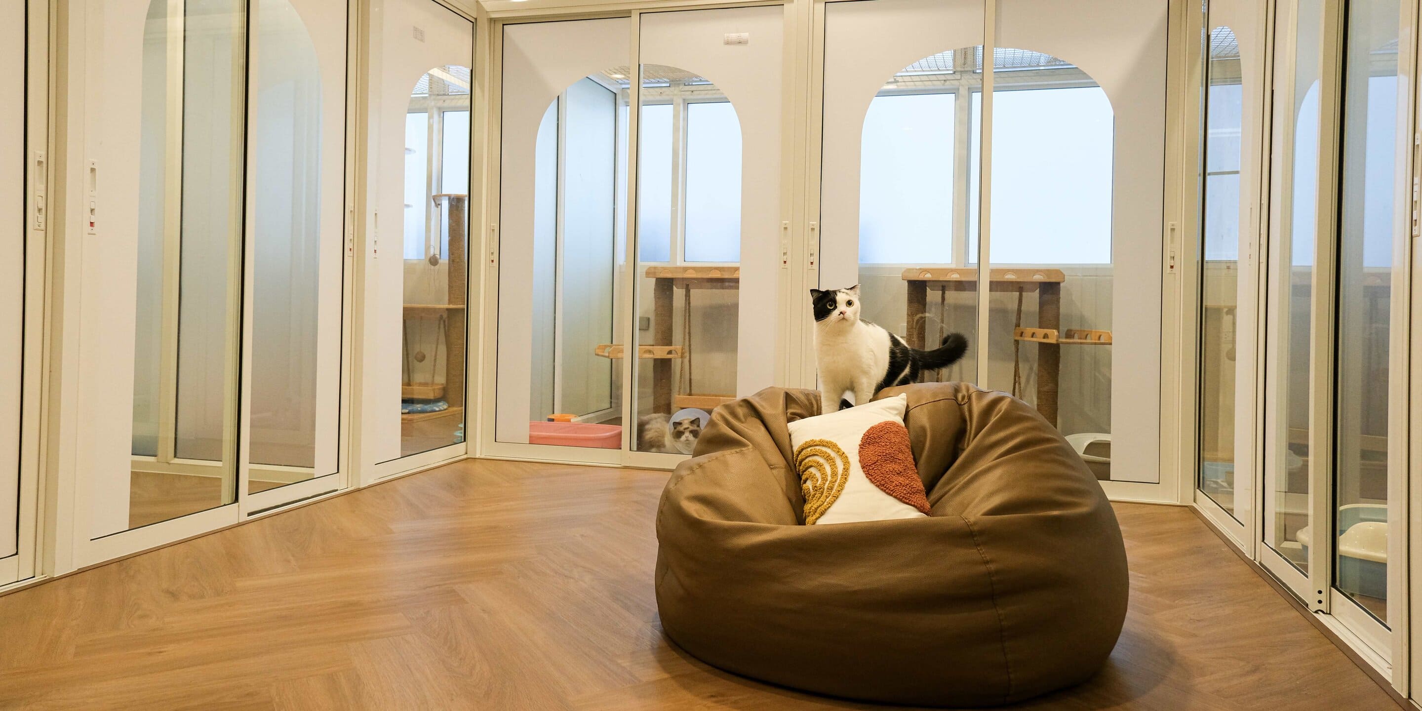 แมวที่เข้าพักที่โรงแรมรับฝากสัตว์เลี้ยงของโรงพยาบาลสัตว์ทองหล่อ