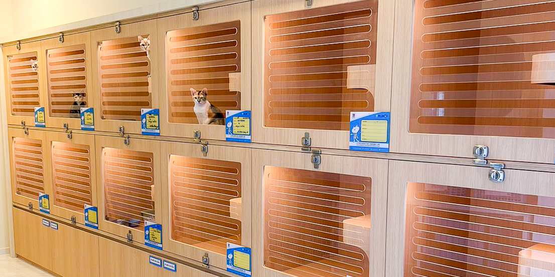 โรงพยาบาลสัตว์ทองหล่อ บริการรับฝากเลี้ยงแมว ดูแลอย่างใกล้ชิด