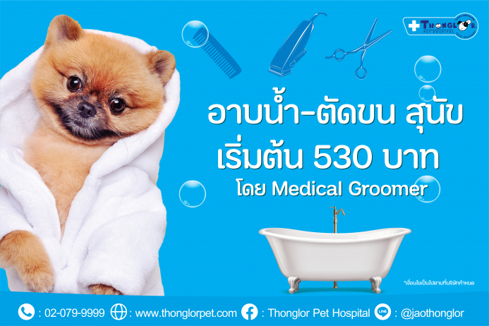 ค่าบริการอาบน้ำตัดขนสุนัข โดยช่างมืออาชีพ จากโรงพยาบาลสัตว์ทองหล่อ 